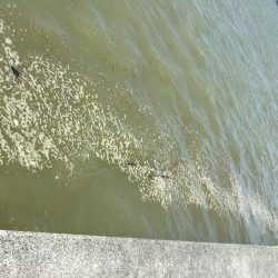 台風後ちょっと渋い